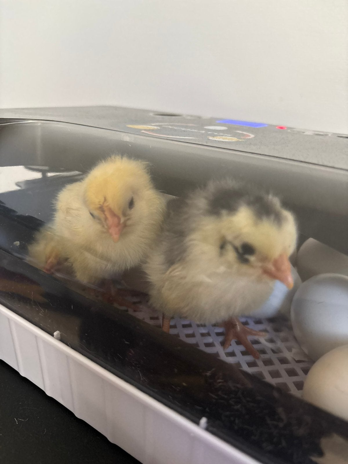 Eieren laten uitbroeden – Broedservice, Animaux & Accessoires