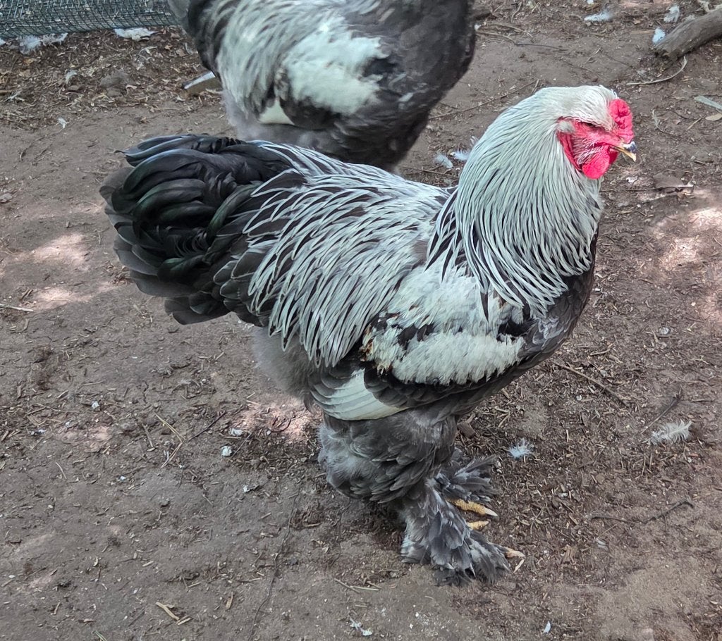 Brahma zilver/ zilverblauw patrijs haantjes, Dieren en Toebehoren, Mannelijk, Kip