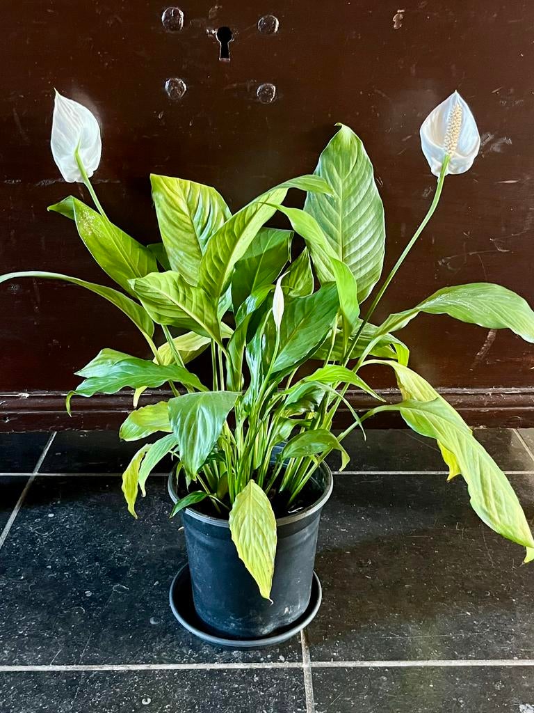 Mooie lepelplant (Spathiphyllum) te koop, Ophalen, Overige soorten, Halfschaduw, Minder dan 100 cm