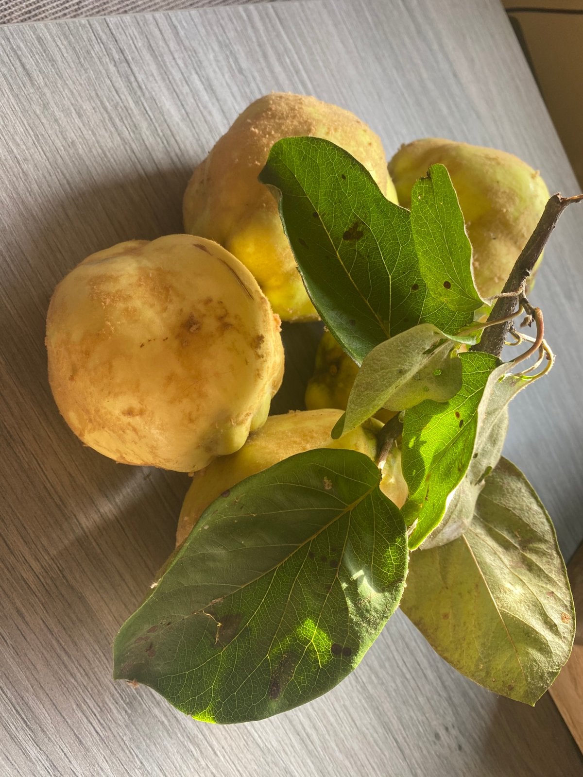 Kweeperen 1€/ kg, vers geplukt. Bio, Enlèvement