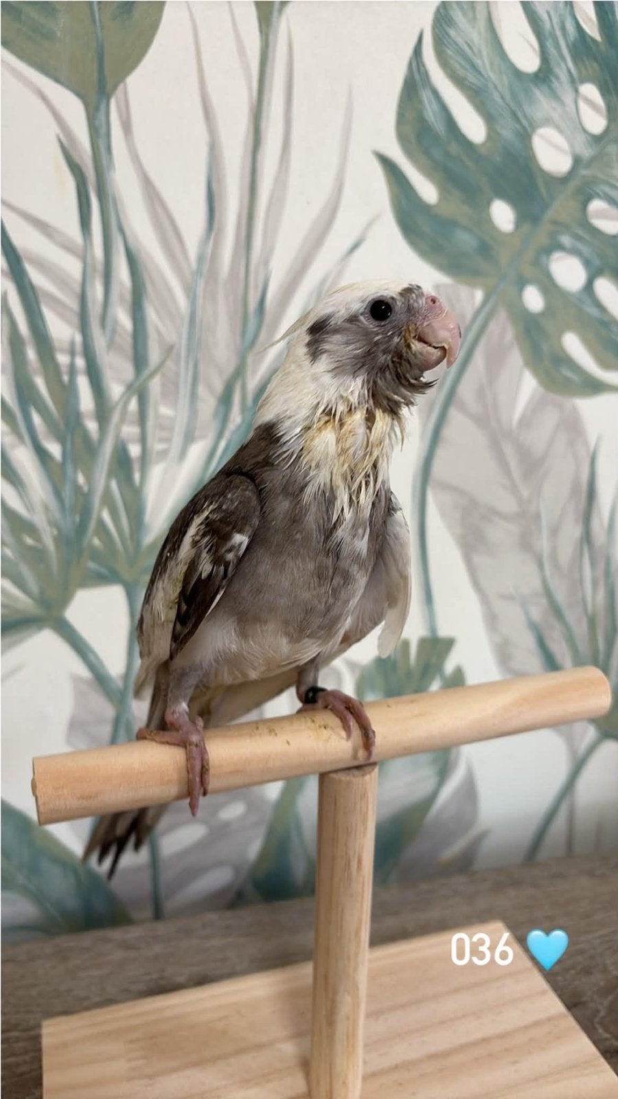 Calopsitte male et femelle, Animaux & Accessoires, Mâle