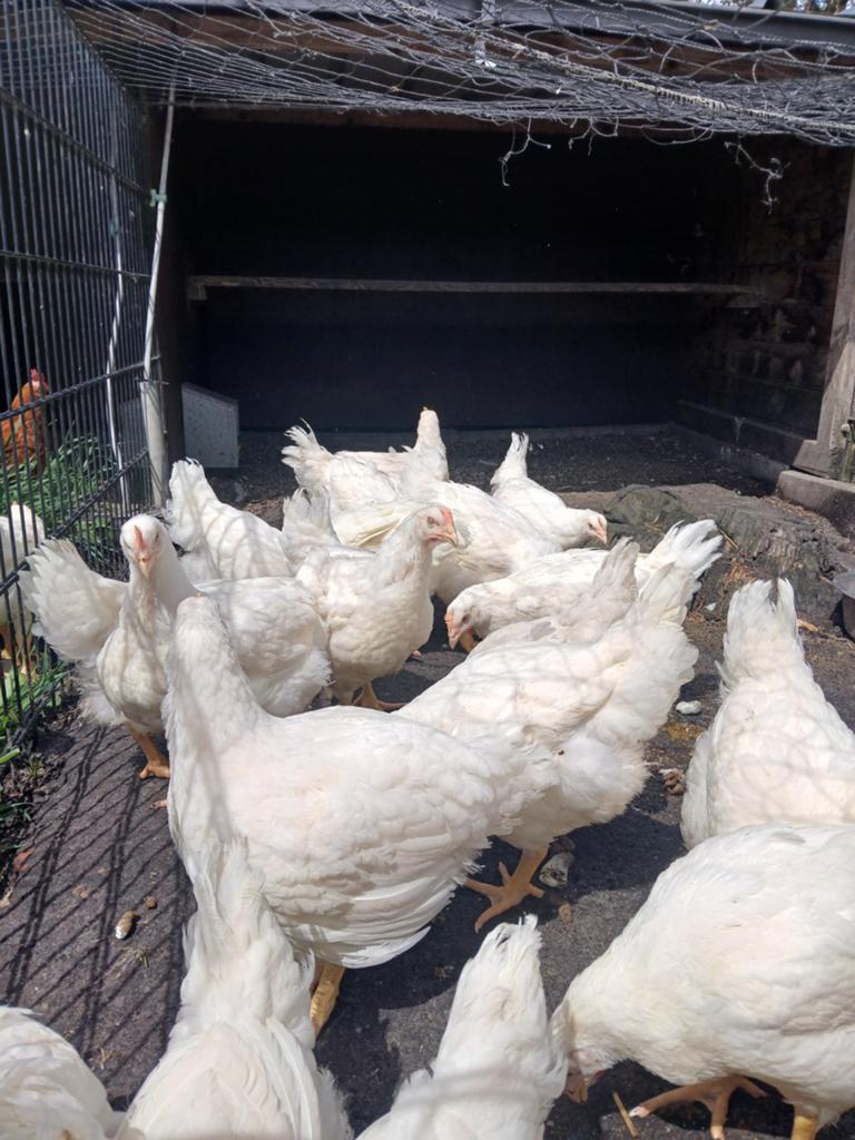Slacht hanen, Dieren en Toebehoren