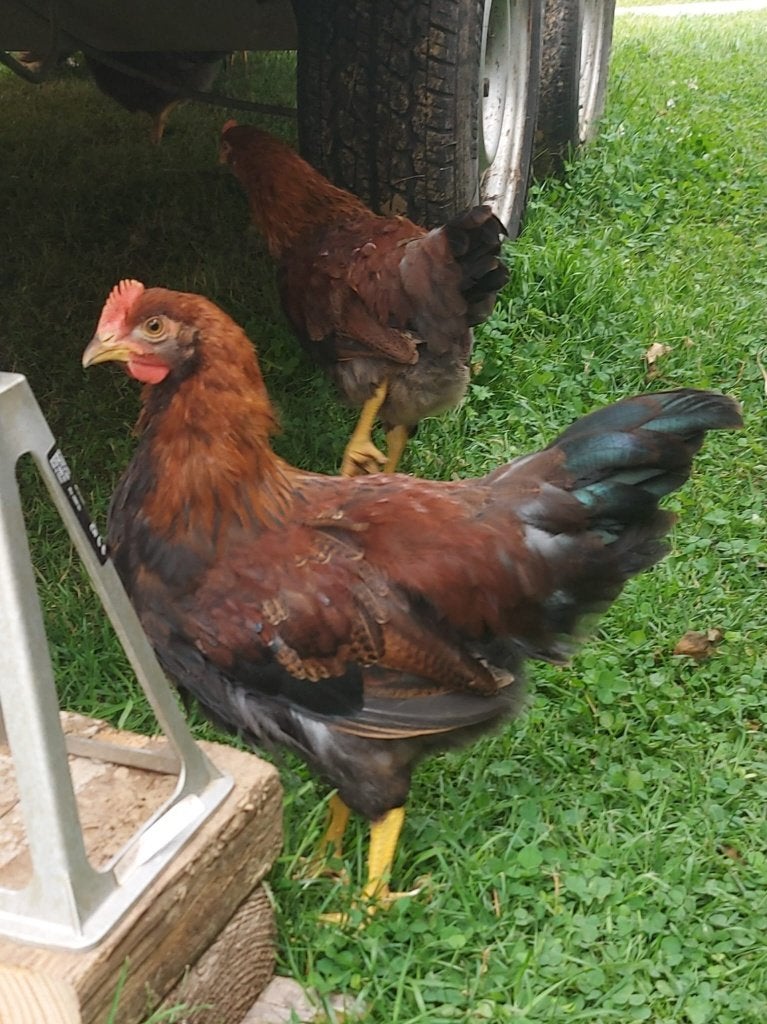 jonge Welsumer hanen, Dieren en Toebehoren, Pluimvee, Kip