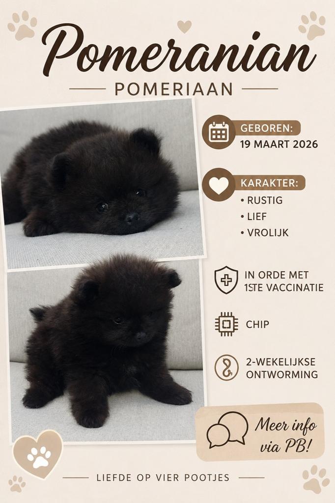 Pomeranian/Pomeriaan, Dieren en Toebehoren, Honden | Poolhonden, Keeshonden en Oertypen, Reu, Keeshond, Fokker | Hobbymatig, Eén hond