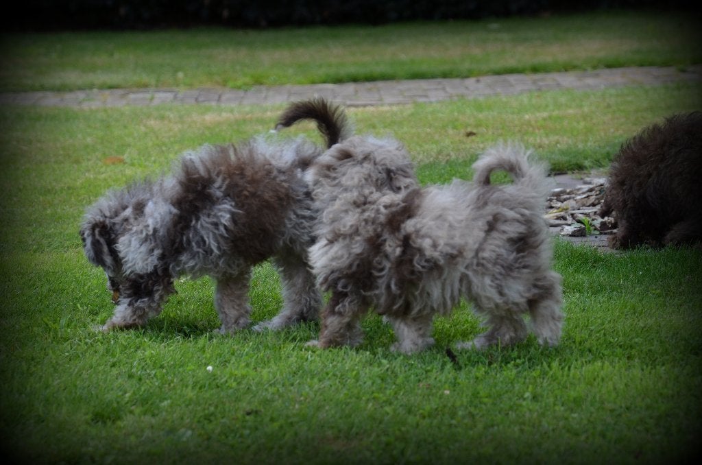 Poedel pups, Dieren en Toebehoren, Poedel, België, 15 weken tot 1 jaar, CDV (hondenziekte)