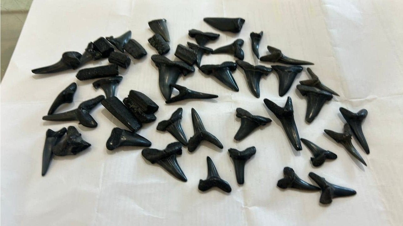 Lot de dents de requins avec vertèbres Mer du nord L4, Collections, Enlèvement ou Envoi, Fossile