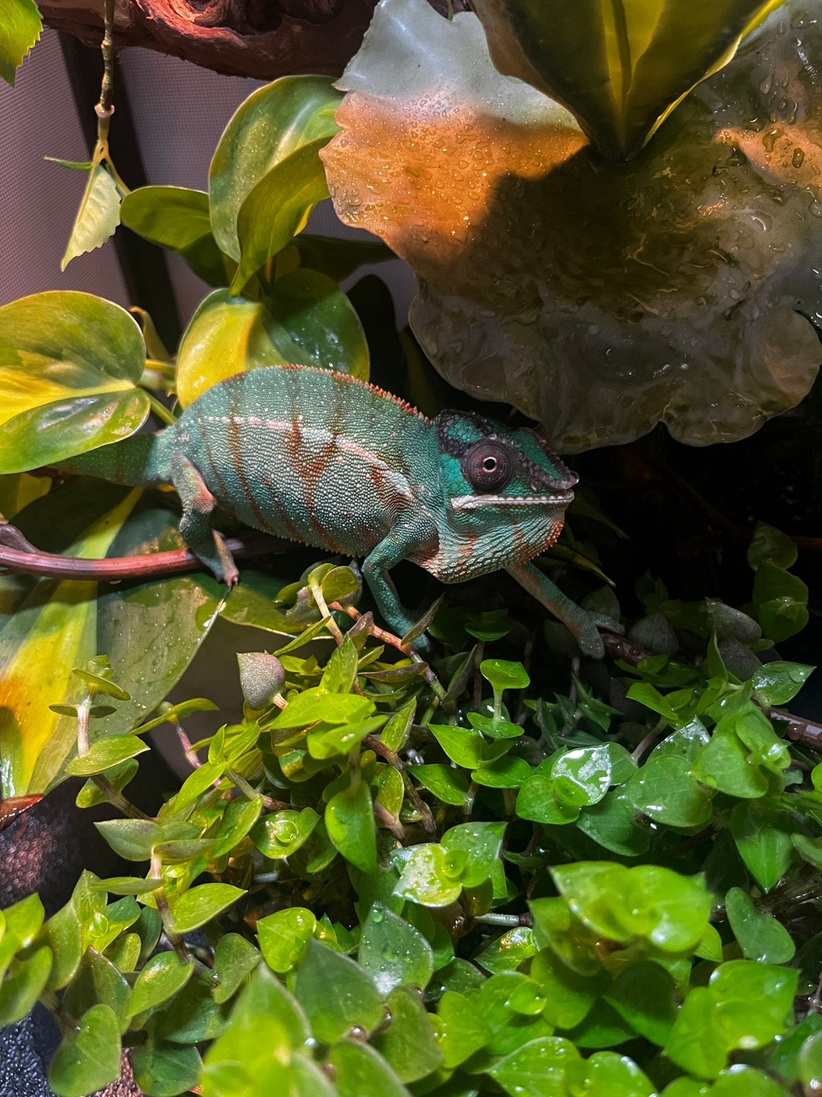 Panterkameleon Nosy Be man, Dieren en Toebehoren, Met terrarium