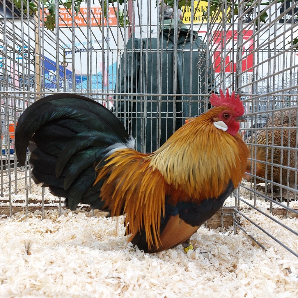 Naine hollandaise, Animaux & Accessoires, Plusieurs animaux, Poule ou poulet