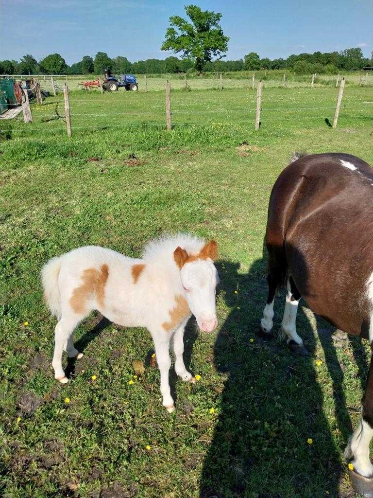 Mooi onero hengstje met een blauwe oog, Dieren en Toebehoren