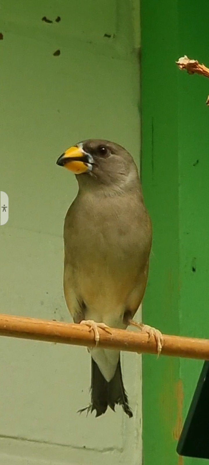 Chinese appelvinken., Wildzangvogel, Geringd