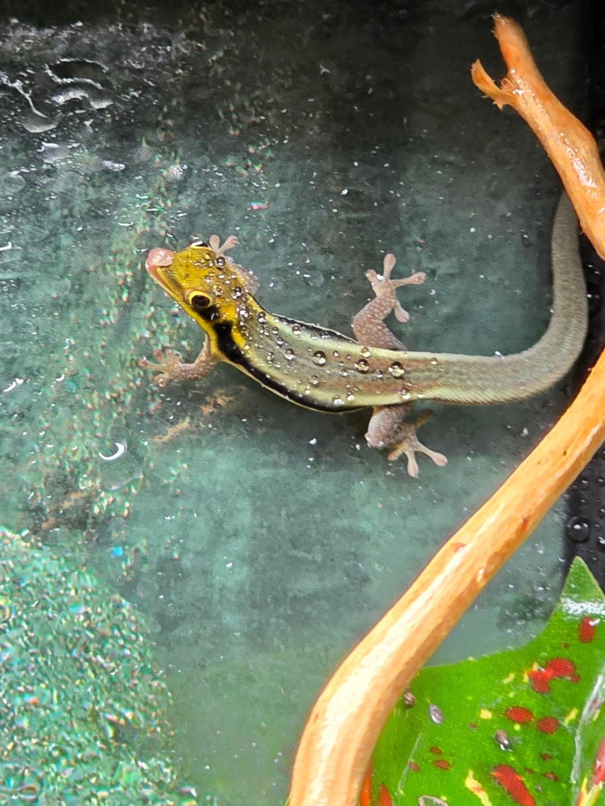 Klemmer’s daggekko’s (Phelsuma klemmeri) nk2026, Amphibien