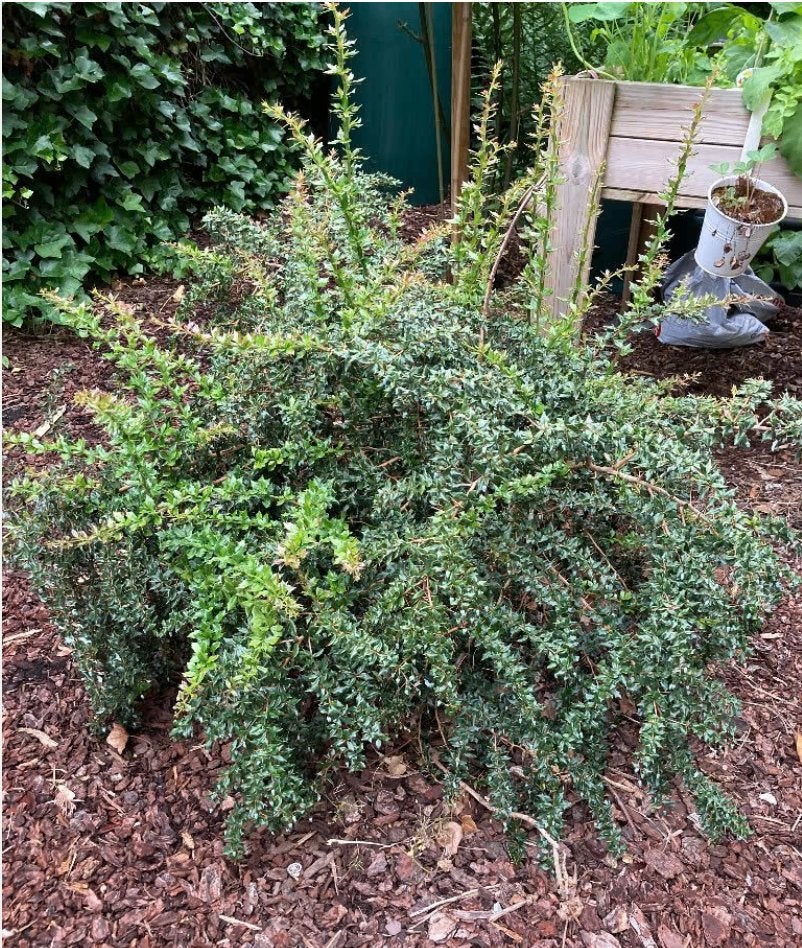 gratis struik, Ilex aquifolium 'Bacciflava' (Gele beshulst), Tuin en Terras, Ophalen, Vaste plant, Halfschaduw