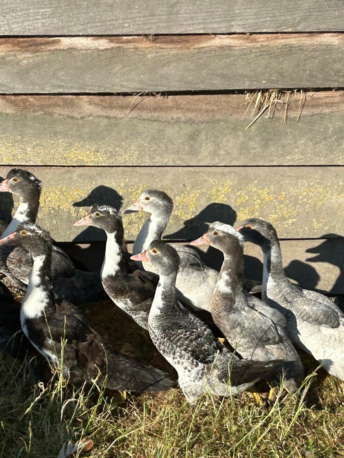 9 eenden en 3 ganzen