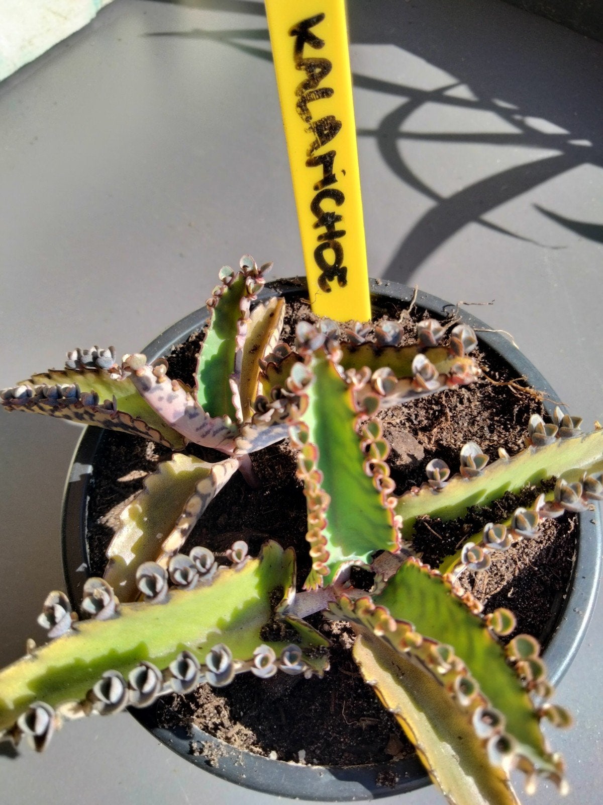 Kalanchoë, Ophalen