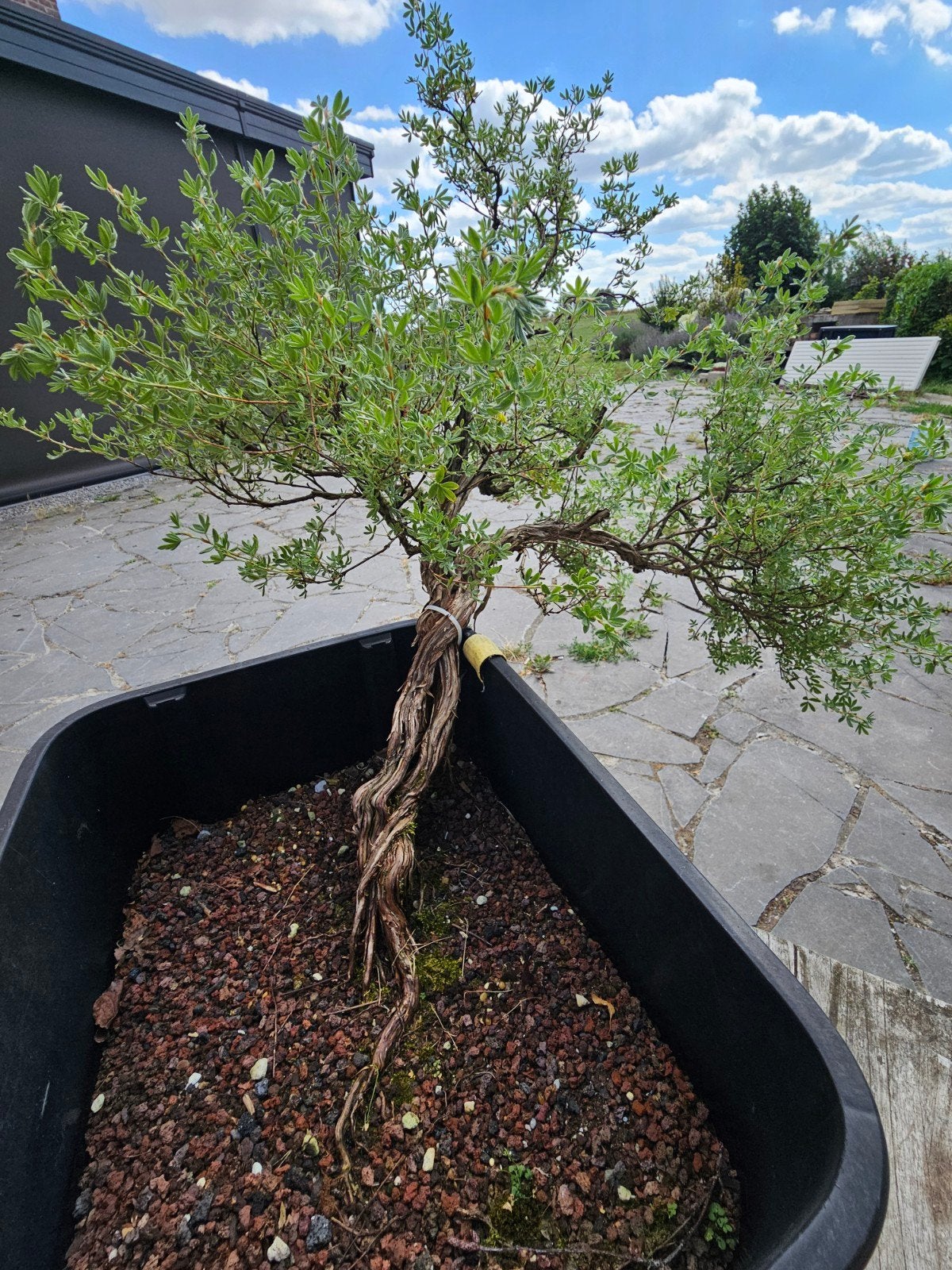Startplant bonsai, potentilla, Tuin en Terras, Planten | Fruitbomen, Ophalen