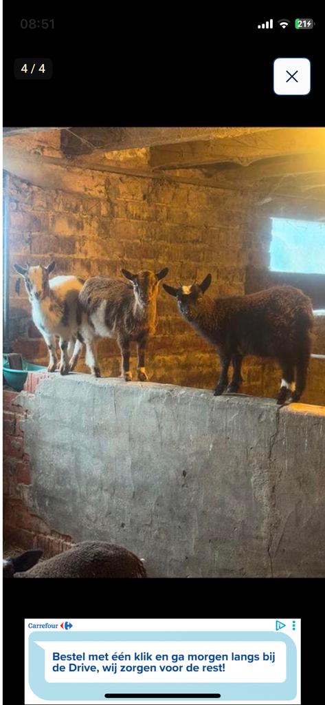 3 geitjes miekes