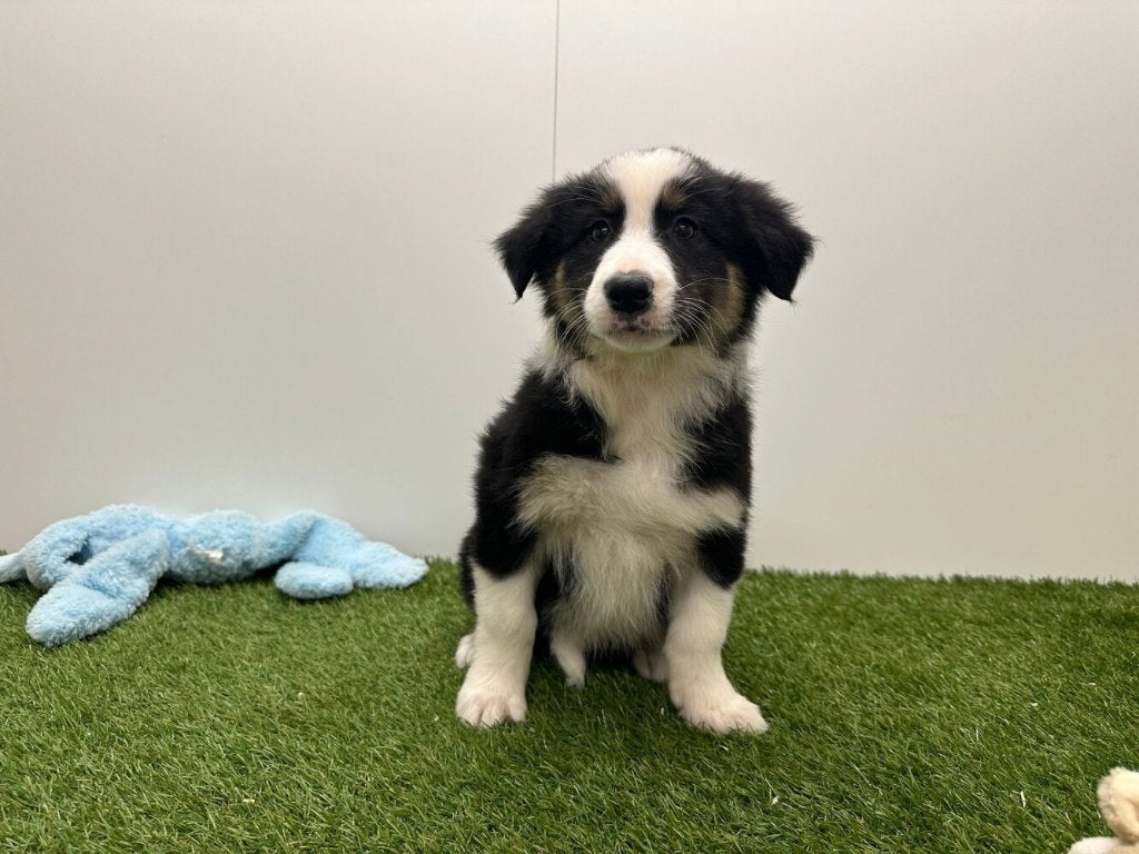 Chiots Bergers Australiens, Hépatite contagieuse (maladie de Rubarth), Plusieurs, Belgique, Berger