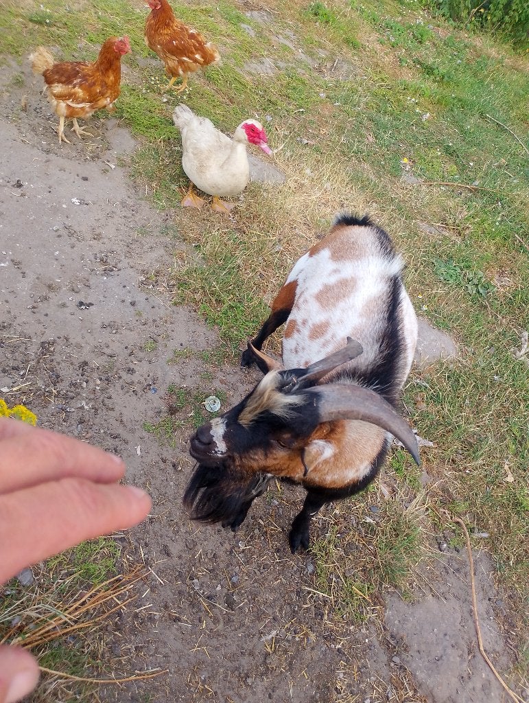 Schapen, Dieren en Toebehoren, Mannelijk, Geit, 0 tot 2 jaar