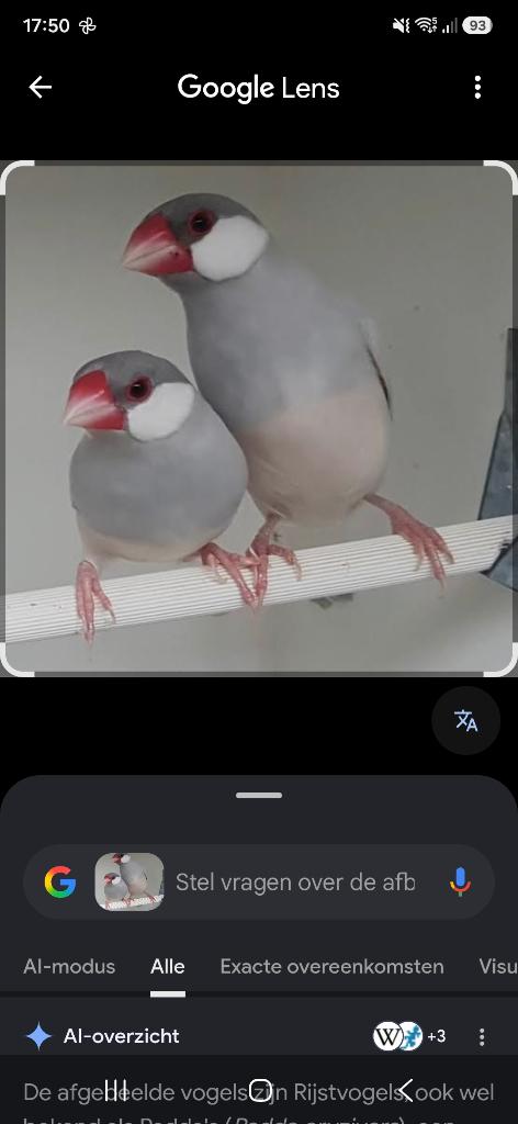 Rijstvogels, Animaux & Accessoires