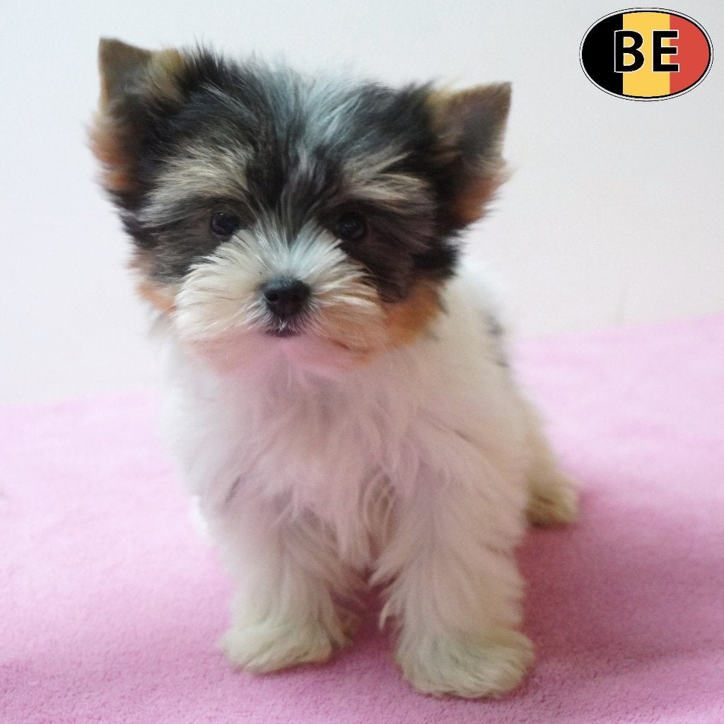 Biewer Yorkshire - adorables chiots belges à vendre, Animaux & Accessoires, Commerçant, Yorkshire Terrier, 8 à 15 semaines, Plusieurs