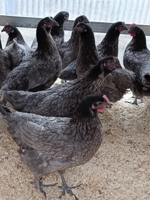poulets gris bleu de landes/coucou ACTION 5+1/10+3 gratuits, Femelle, Poule ou poulet