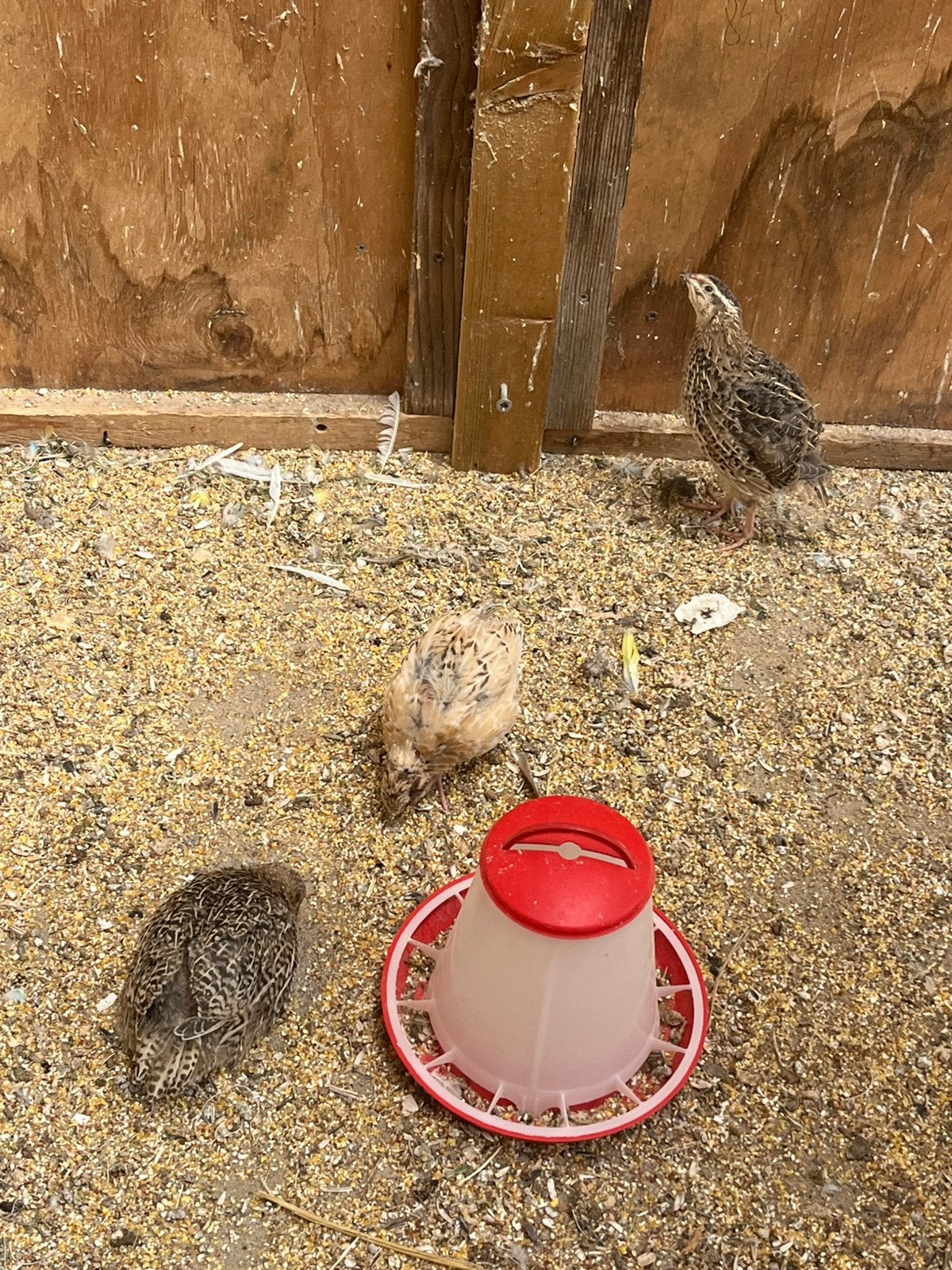 Jumbo kwartels, Dieren en Toebehoren, Vogels | Overige Vogels