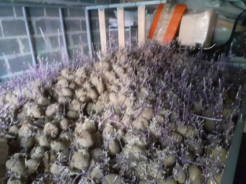 Gratis grote hoeveelheid aardappelen voor dieren, Dieren en Toebehoren, Juni