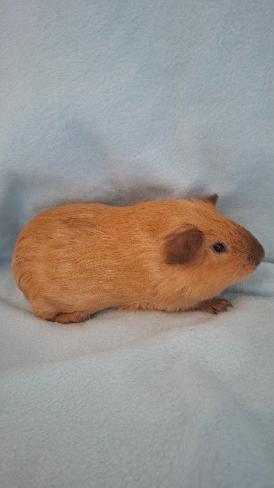 cavia buff cali choco, Mannelijk, Tam, Maart, Cavia