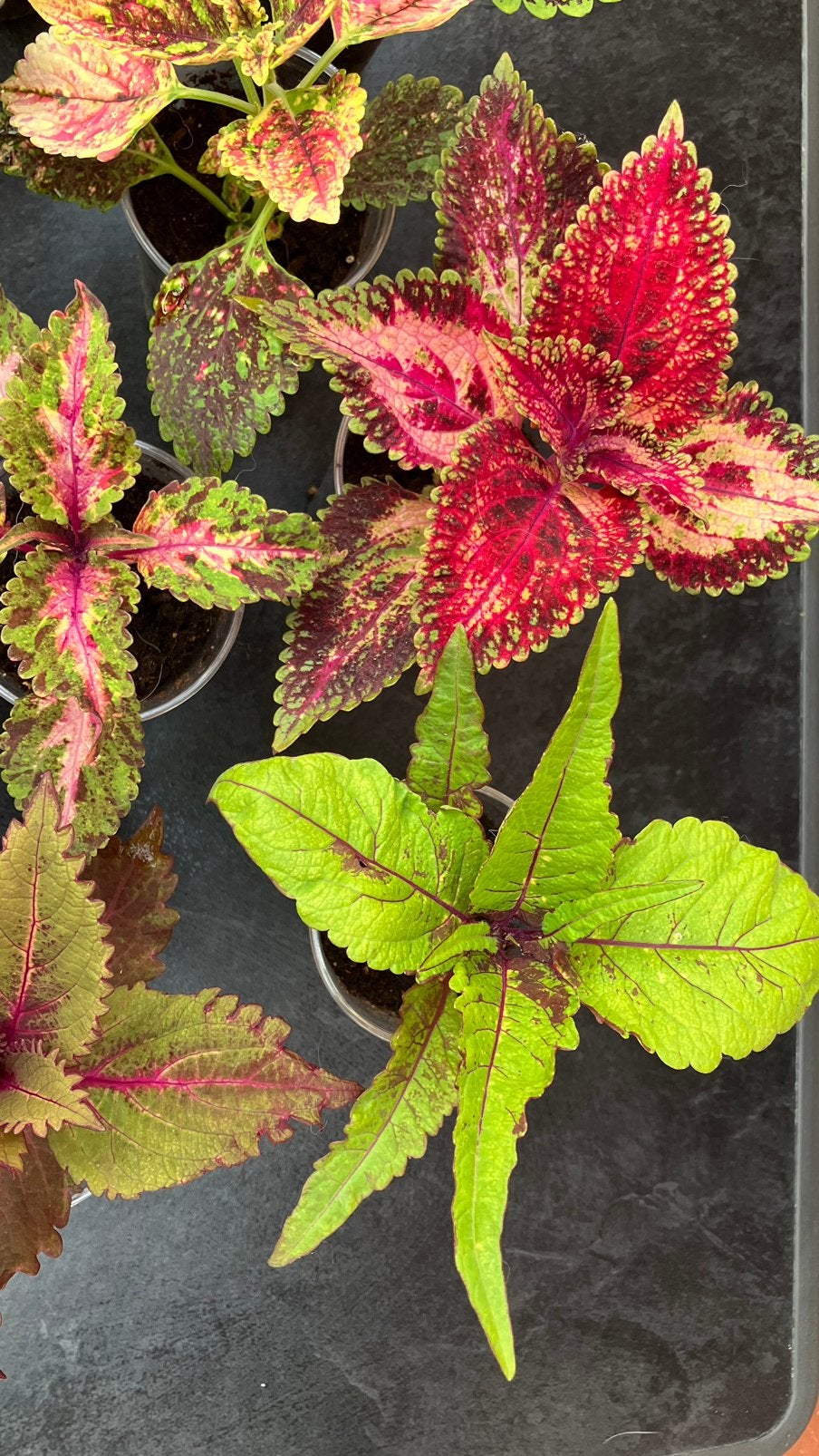 Coleus, Enlèvement ou Envoi