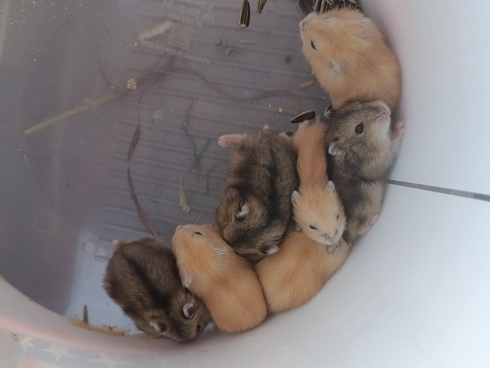 Hamsters nains à vendre, Juin, Plusieurs animaux, Hamster