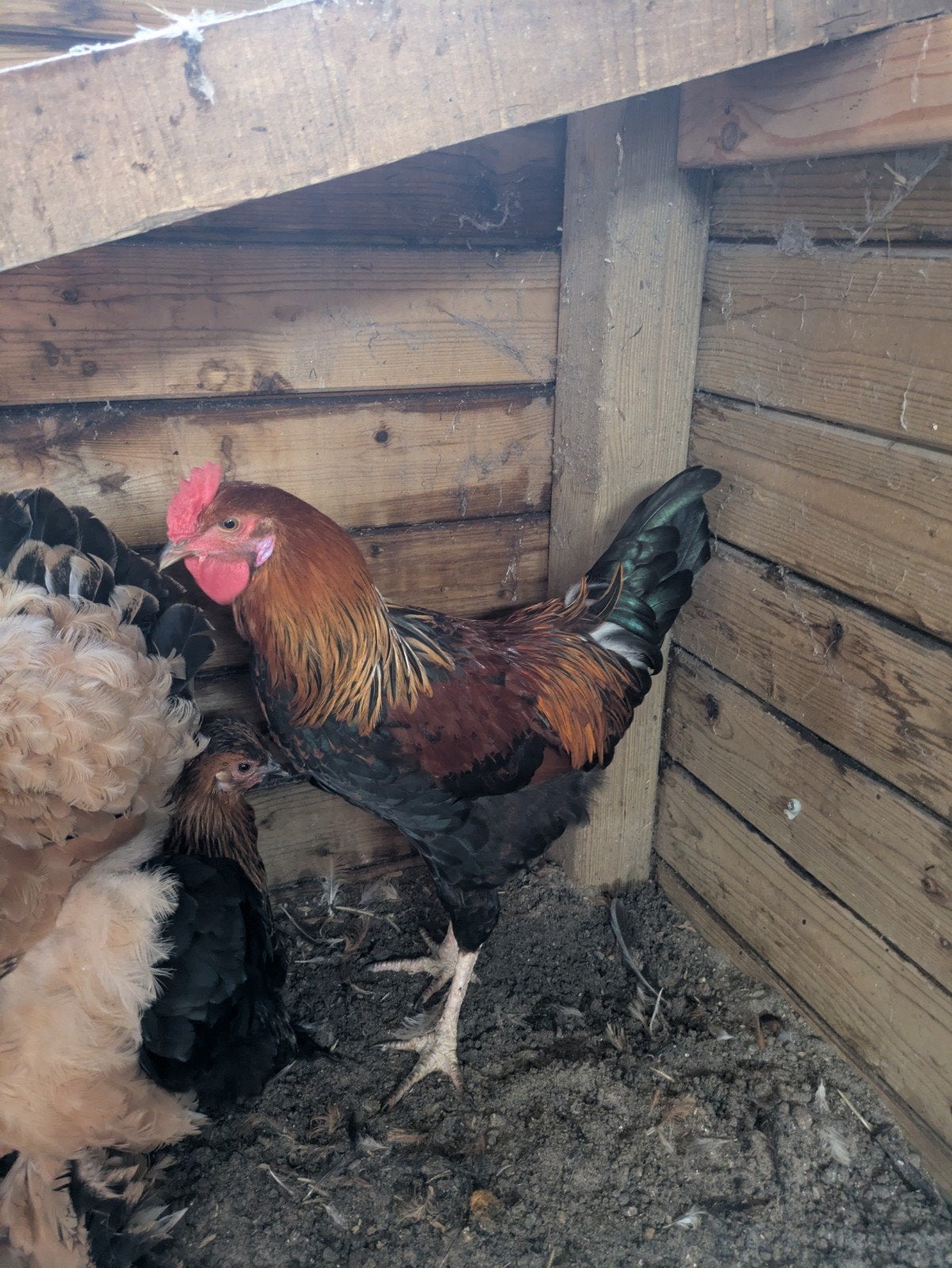 jonge haan, Dieren en Toebehoren