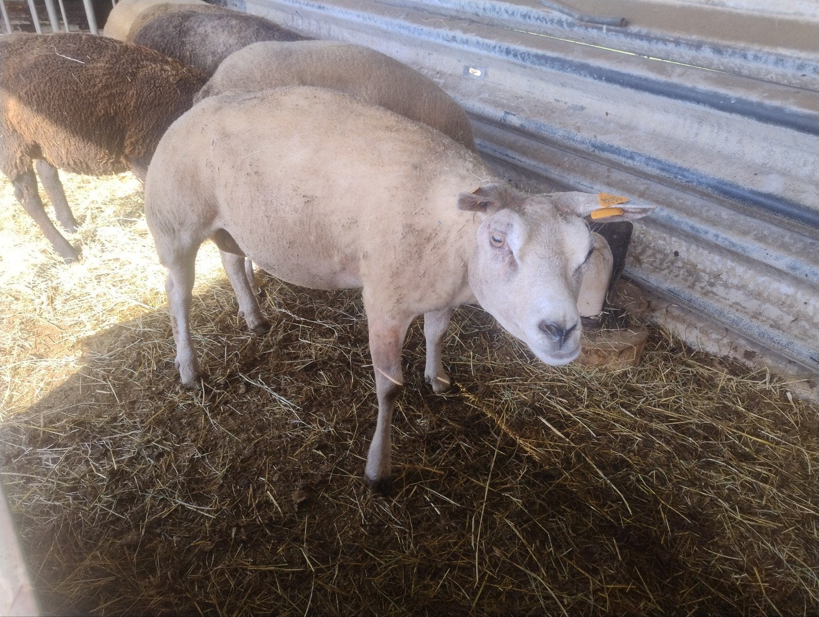 Texel ooien, Mai, Femelle