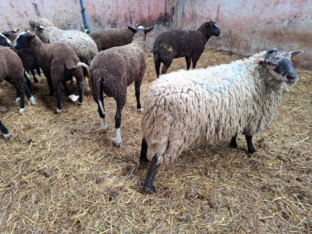Schapen bokken, Dieren en Toebehoren, Schapen, Geiten en Varkens
