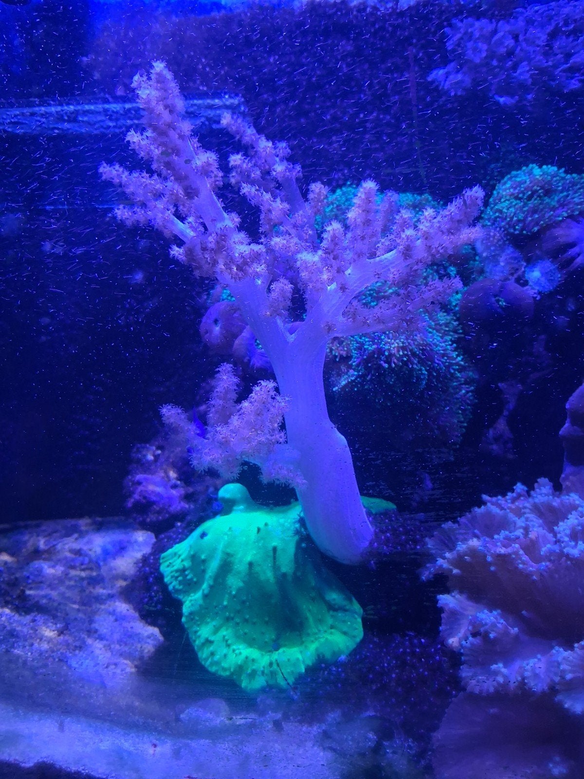 zeeaquarium, Dieren en Toebehoren
