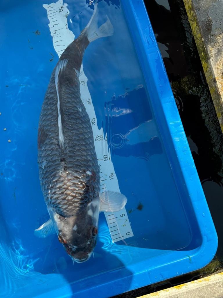 Japanse koi female.