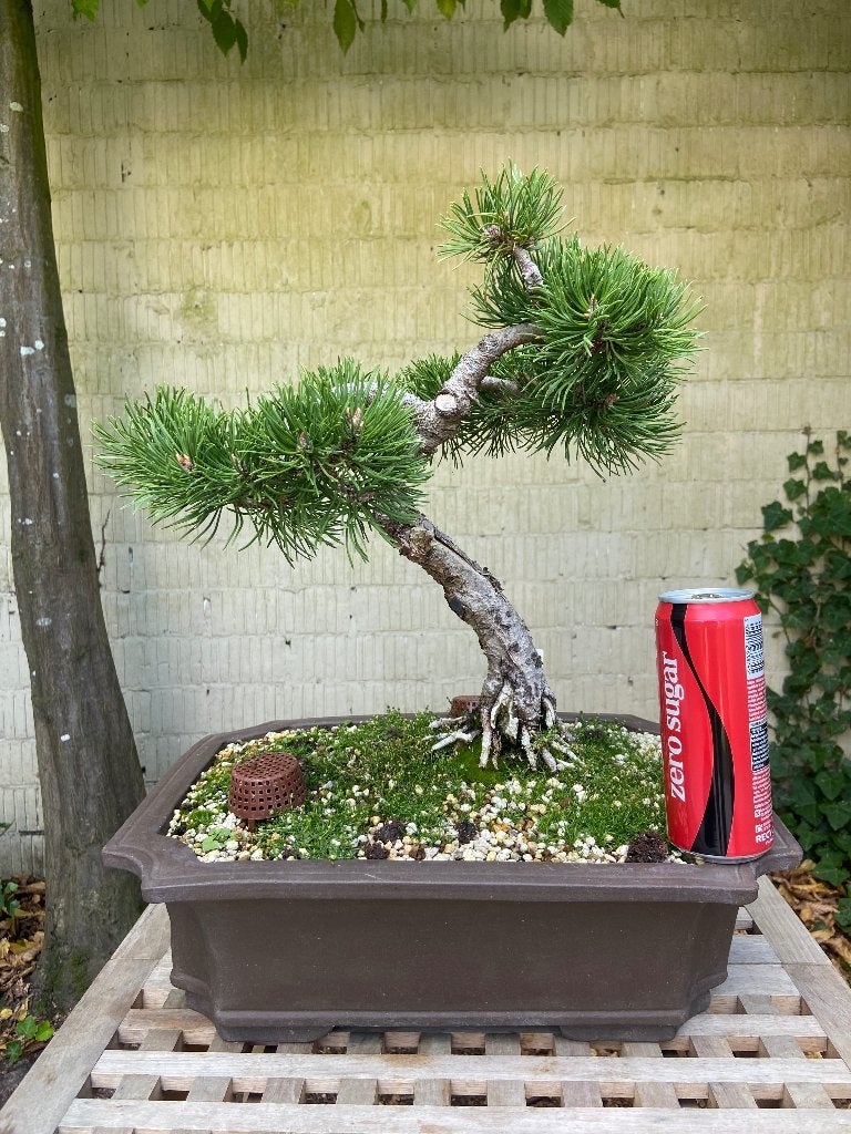 Verschillende Bonsai te koop, Tuin en Terras, Planten | Bomen, Overige soorten, Minder dan 100 cm, Ophalen, Volle zon
