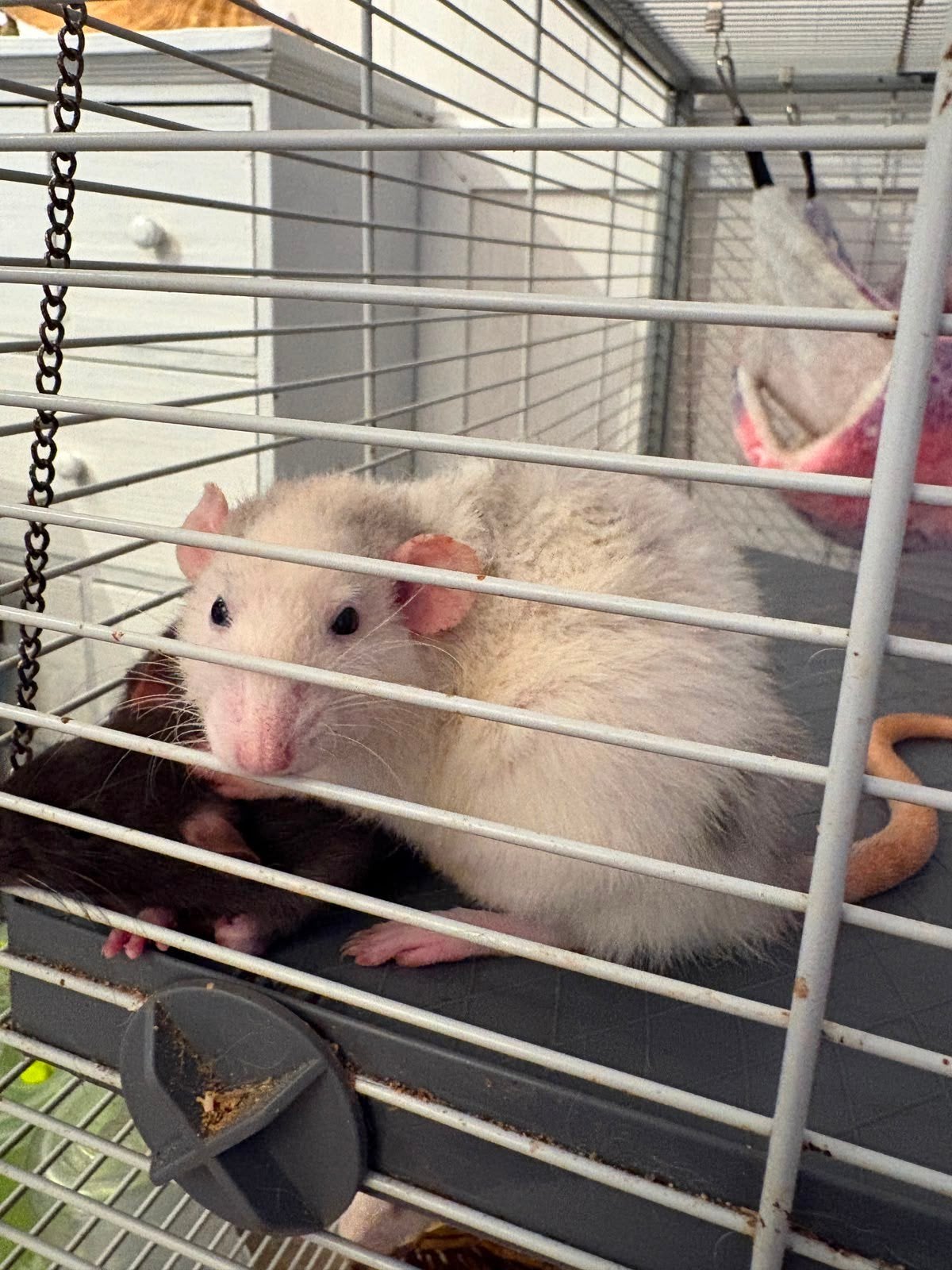 Mooie ratjes ter adoptie, Animaux & Accessoires, Rongeurs, Mars, Plusieurs animaux, Rat