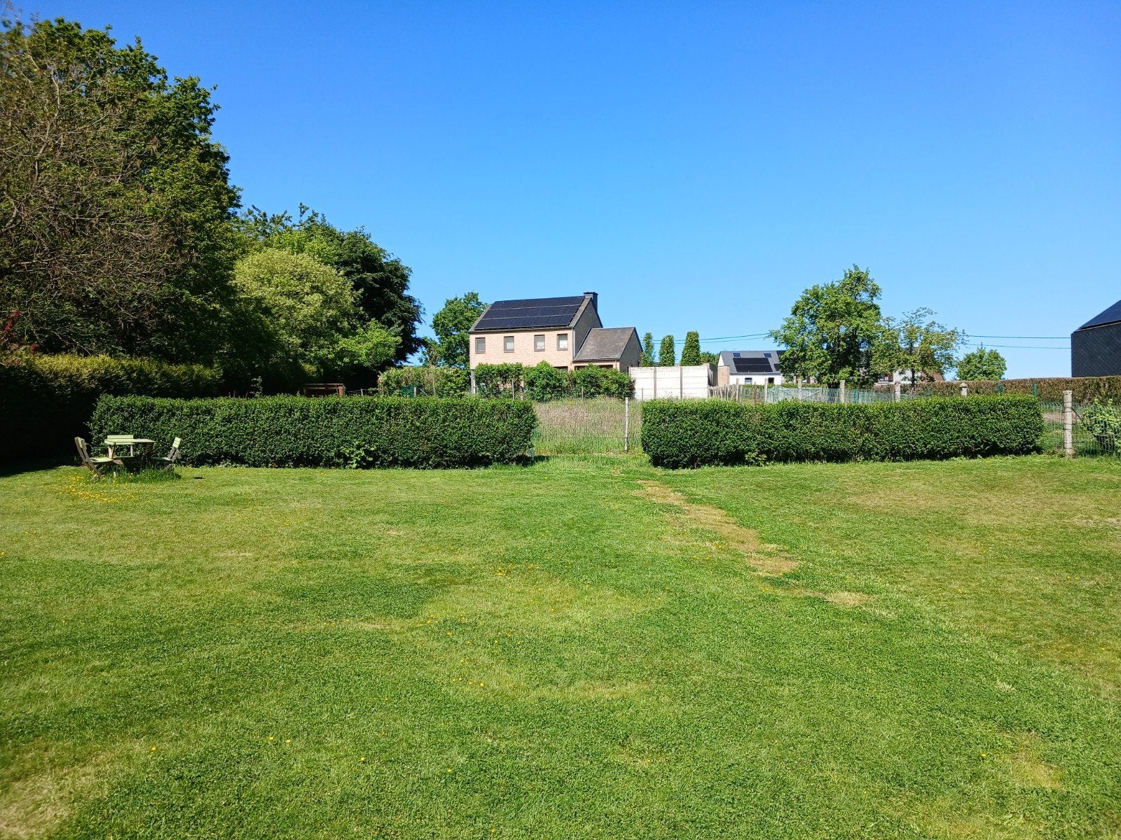 Haie de troène adulte.hauteur 1,50M longueur au sol 2x8M...+, Enlèvement, Troène, Haie