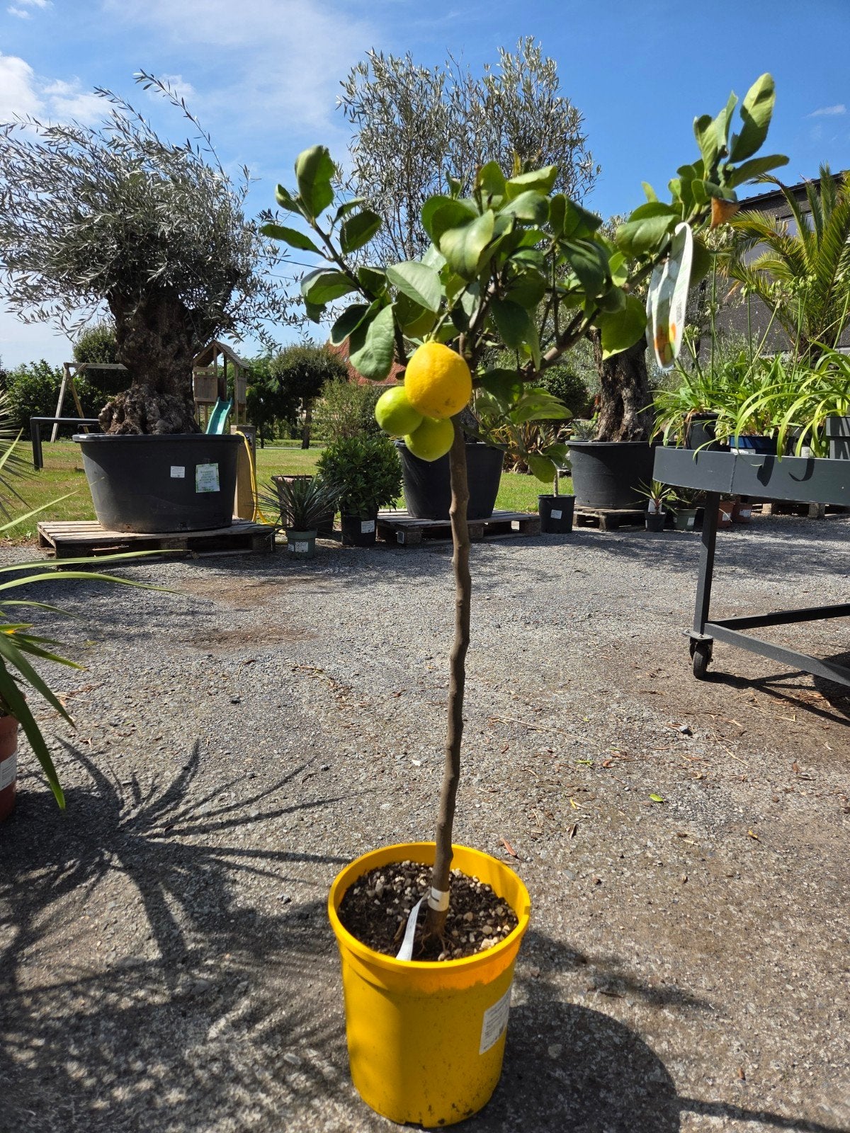Citrus citroen Meyer, Tuin en Terras, Planten | Fruitbomen, Ophalen