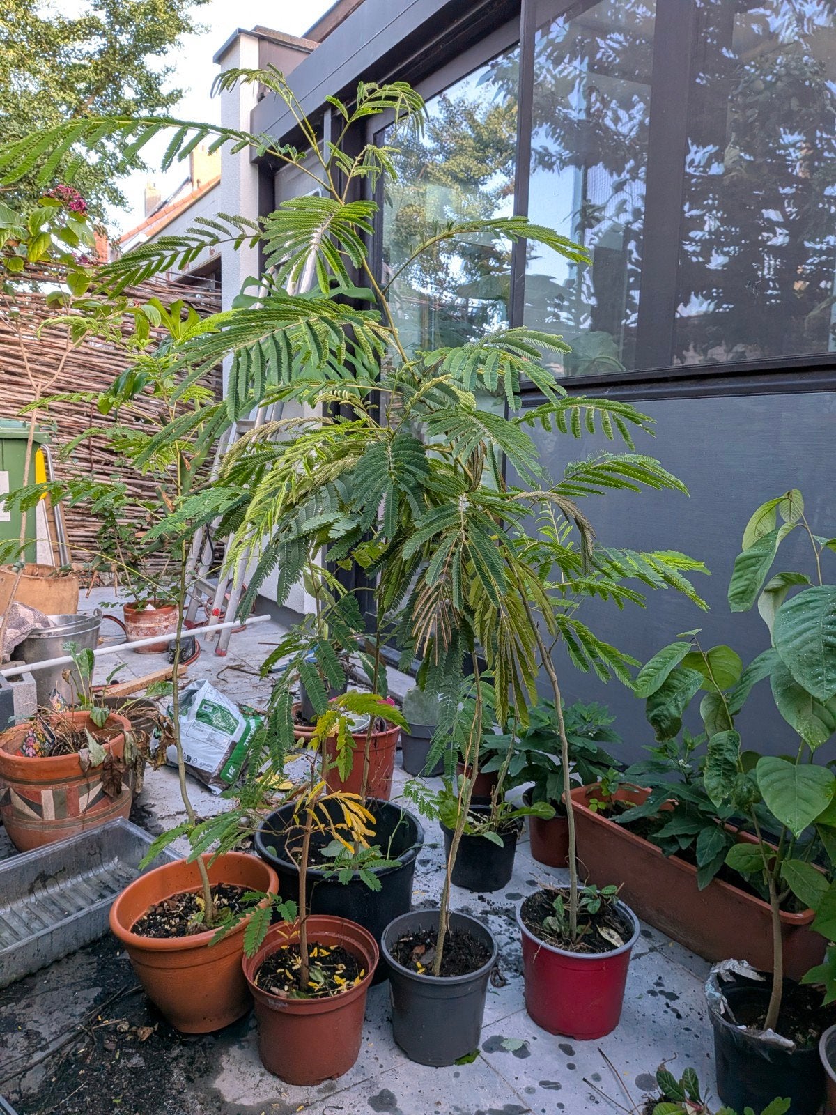 Perzische slaapboompjes, Tuin en Terras, Ophalen, Winter