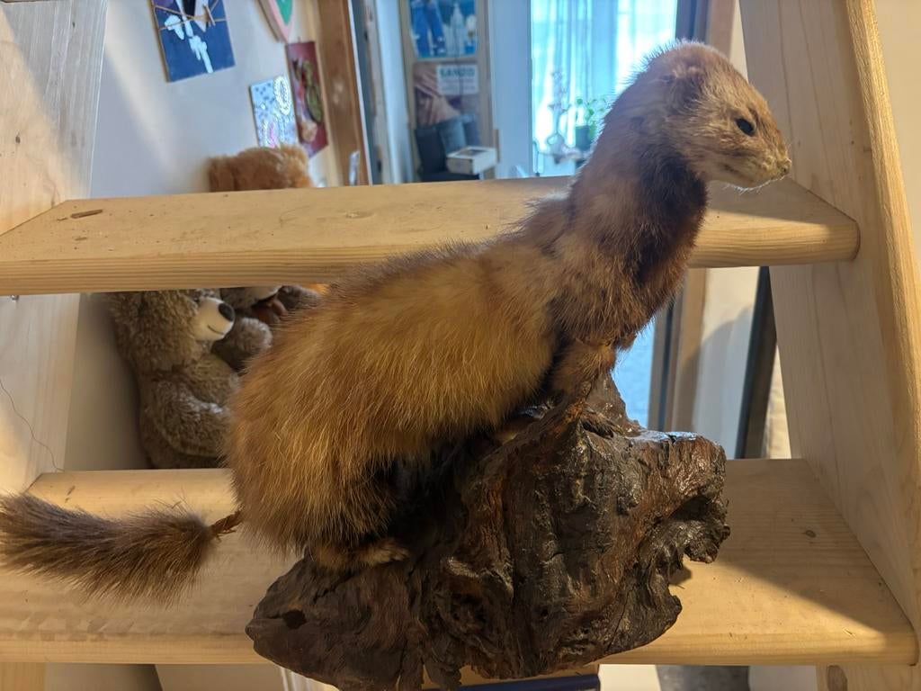 Vintage taxidermie – Vos & Marter op houten sokkel, Ophalen