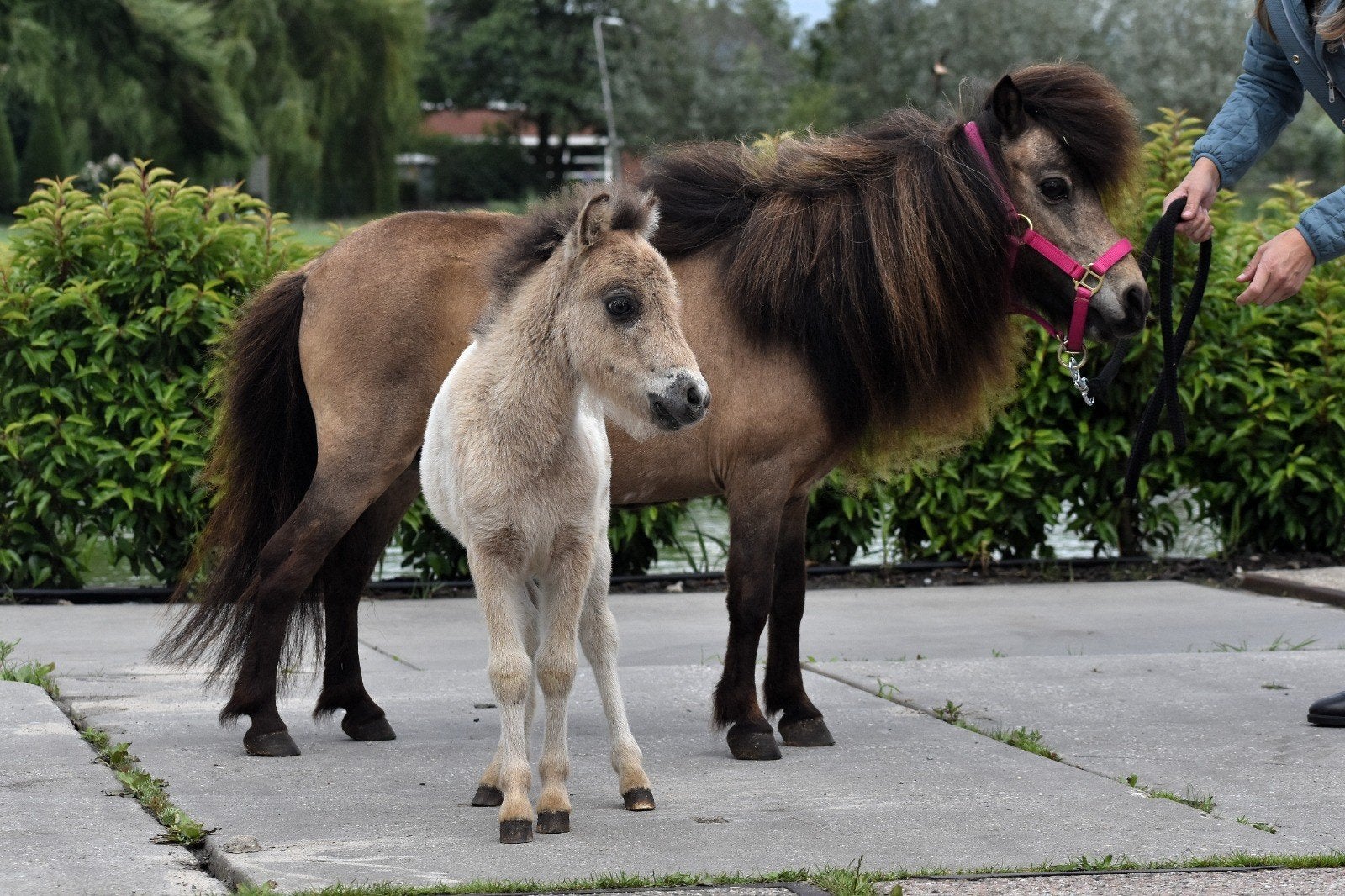 UNIEK SPAN! NMPRS MERRIE MET VEULEN, Animaux & Accessoires, Poneys, Jument, Avec pedigree, Avec puce électronique, Vermifugé