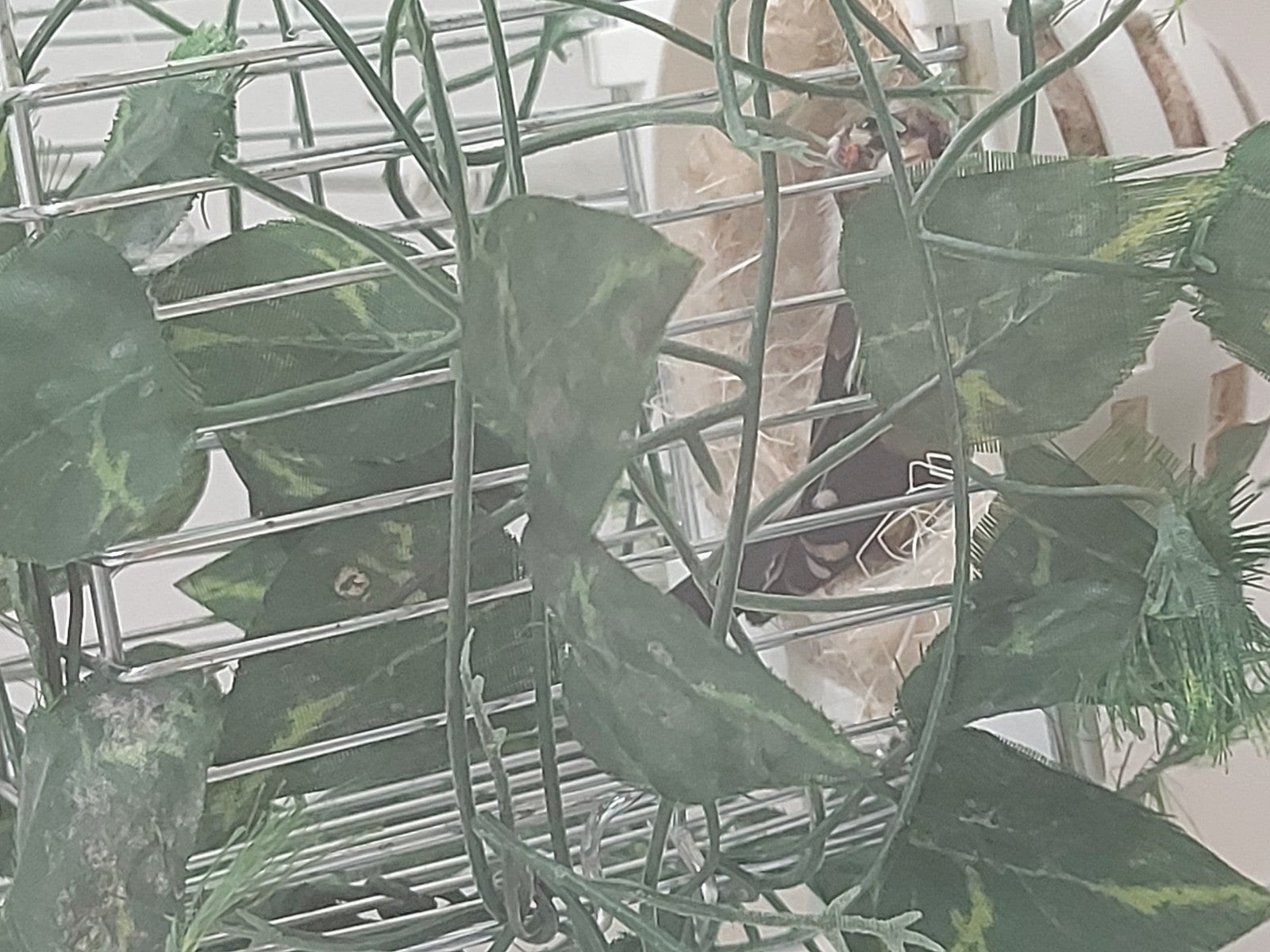 chardonneret femelle parva  du maroc  déjà repro, Enlèvement ou Envoi