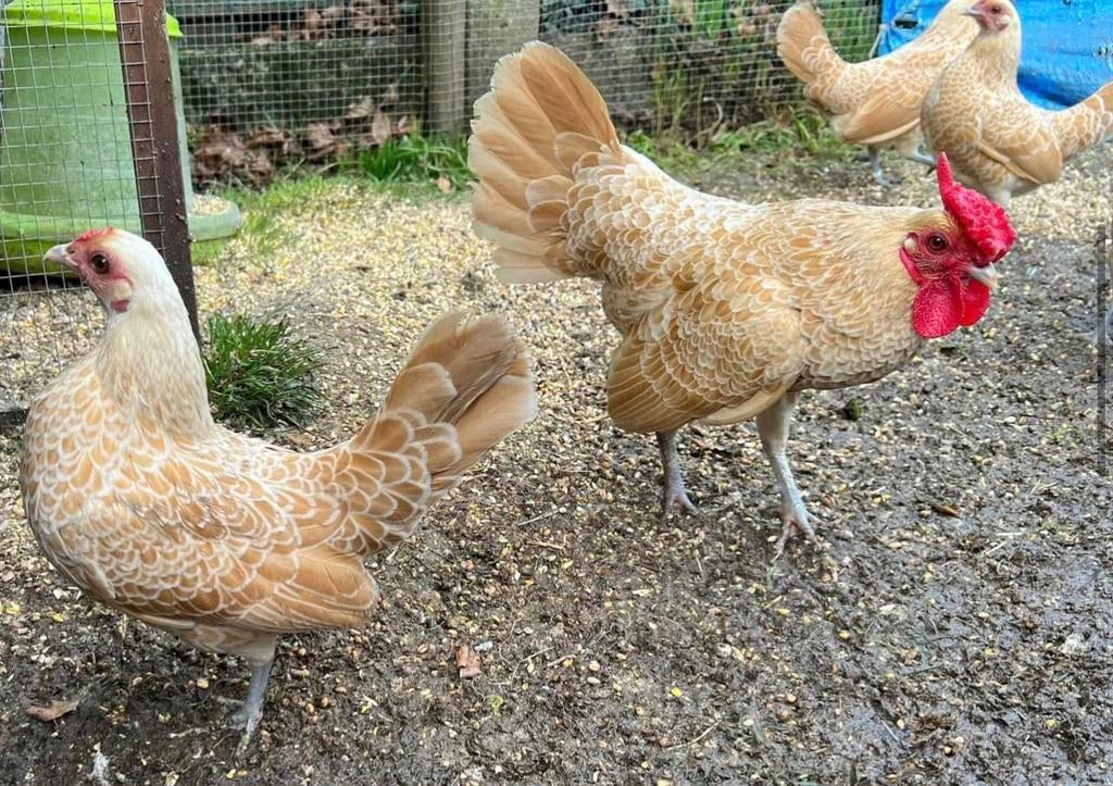 Sebright geel wit broedeieren, Dieren en Toebehoren, Pluimvee, Geslacht onbekend, Kip