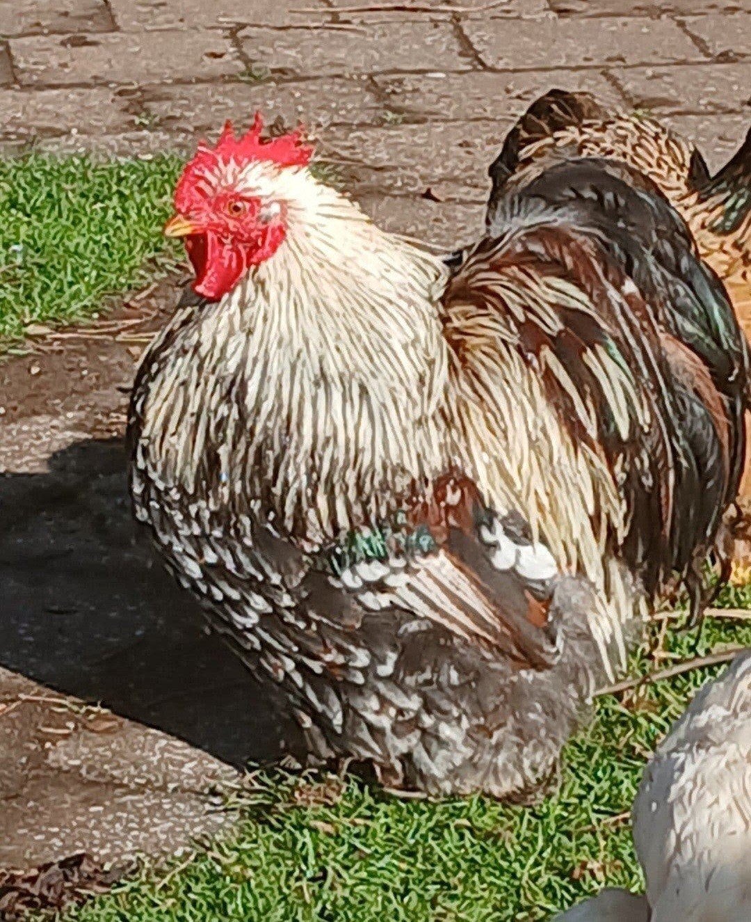 Cochin kriel haan, Dieren en Toebehoren, Pluimvee