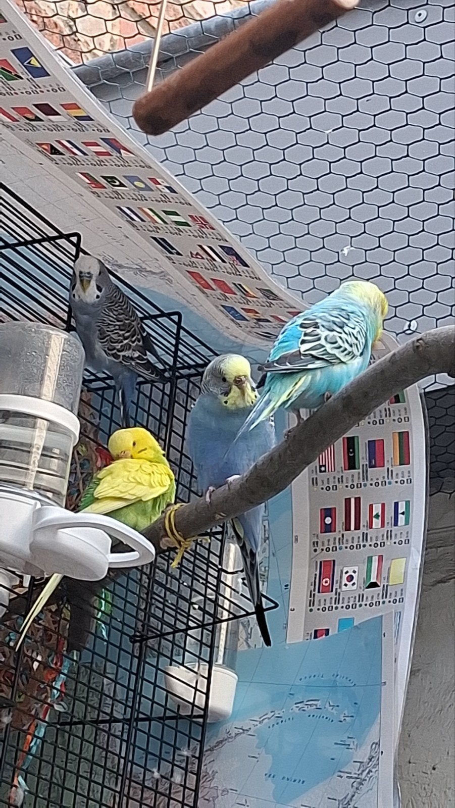 Aladin🥰vanessa_Papy🥰 Lolita