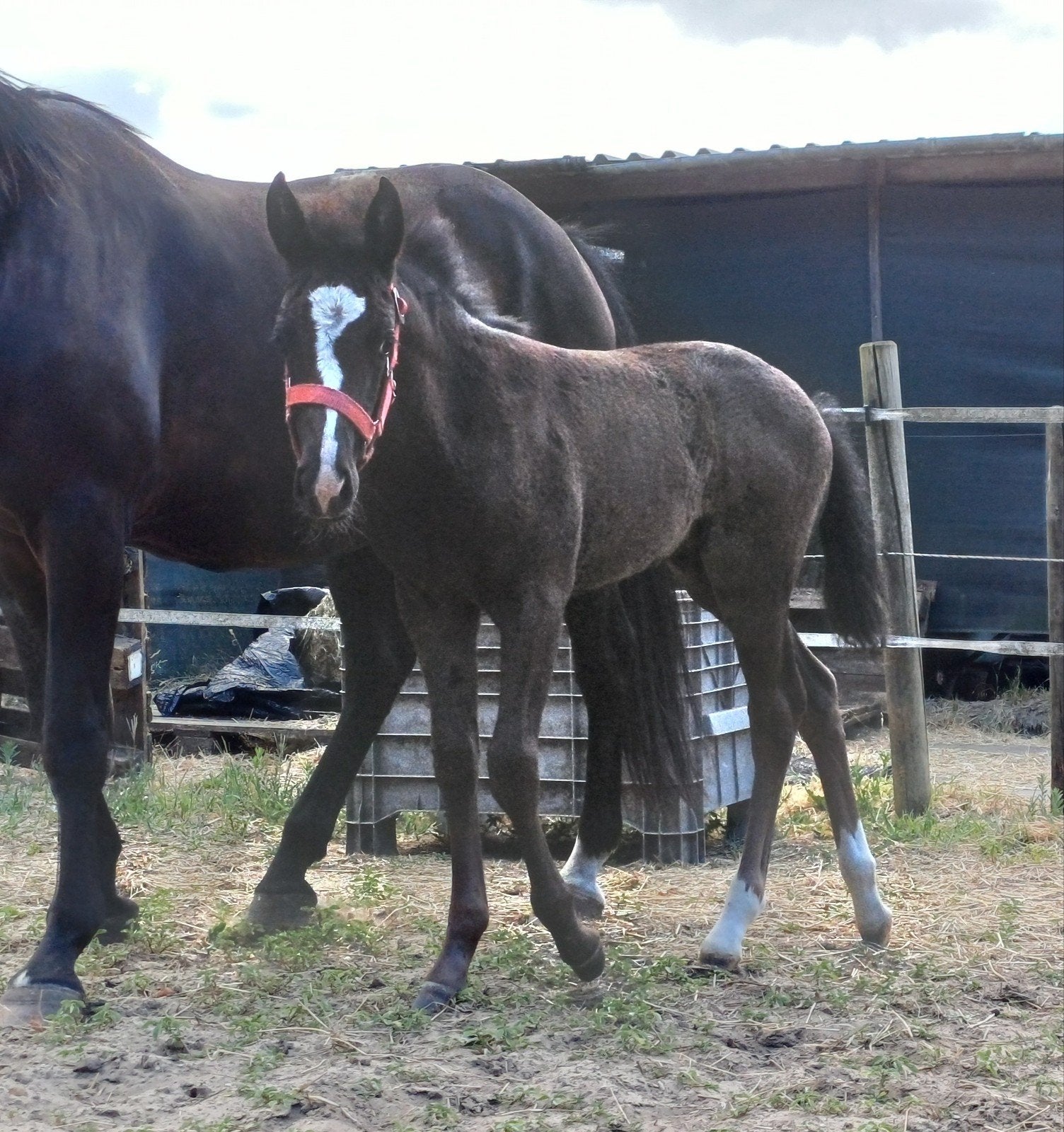 Zwart New Forest Merrie veulen 🩷, Dieren en Toebehoren, Pony's, Merrie, Met stamboom, 0 tot 2 jaar, Onbeleerd