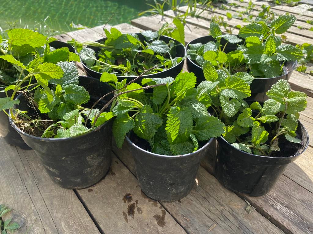 Citroenmelisse - Melissa officinalis, Tuin en Terras, Ophalen, Vaste plant, Halfschaduw, Kruiden