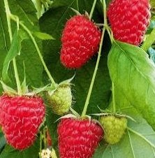 ik zoek herfst framboos plantje, Ophalen, Herfst, Vaste plant, Fruitplanten