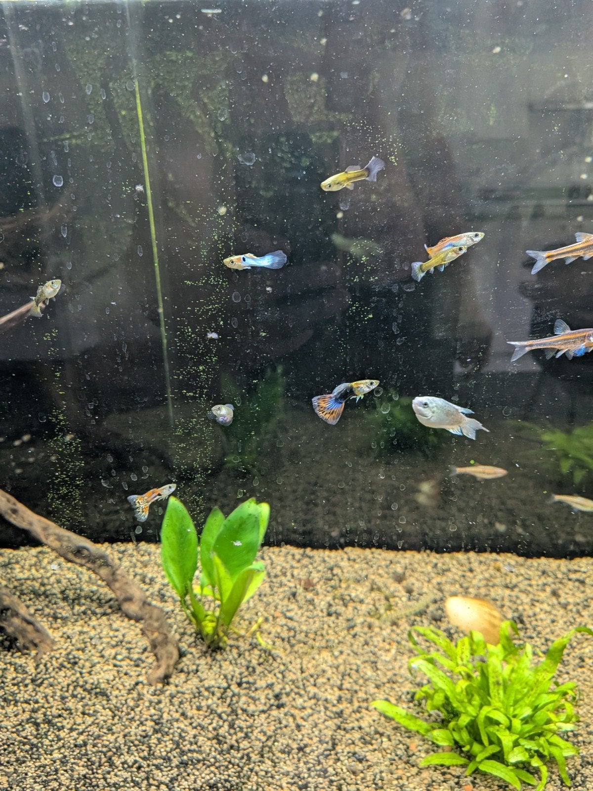 guppy's, Dieren en Toebehoren